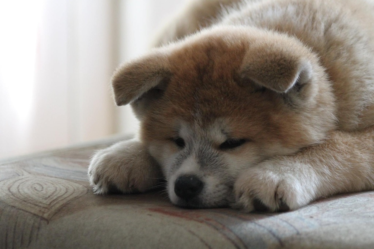 Akita pui de caine